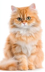 Fototapeta premium Cartoon Cute Pet Cat Photo