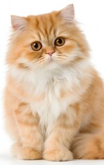 Cartoon Cute Pet Cat Photo
