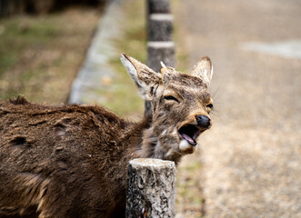 Feeding the deer in Nara, Japan