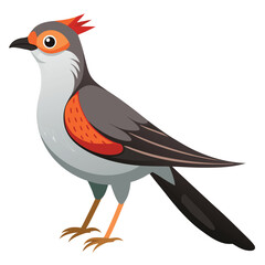 Cuckoo bird isolated on white background