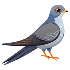 Cuckoo bird isolated on white background