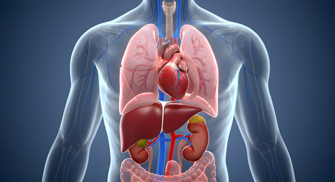 Detailed 3D Render of Human Internal Organs Anatomy: Heart, Lungs, Liver, and Kidneys