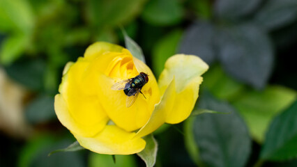 Above view of fly on a rose flower. Rose flower yellow in garden with background of green leaves.