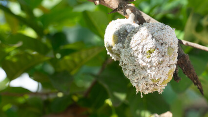 Custard apple fruit hanging on the branch of tree. Aphids are feeding on the whole fruit. Background of green leaves.