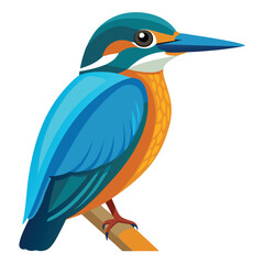 Kingfisher isolated on white background