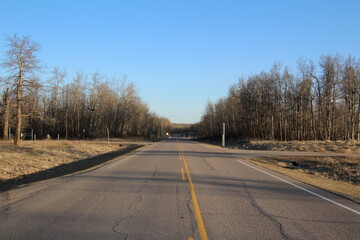 Fototapeta premium road in the forest