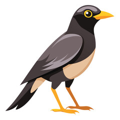 Myna bird isolated on white background