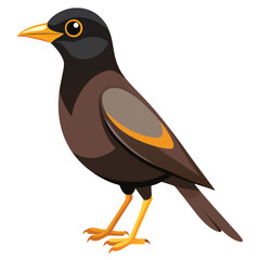 Myna bird isolated on white background