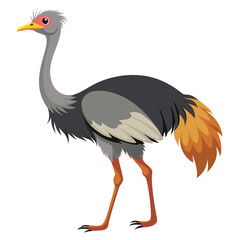 Ostrich bird isolated on white background