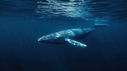 Majestic blue whale swimming gracefully in the deep, clear, ocean water