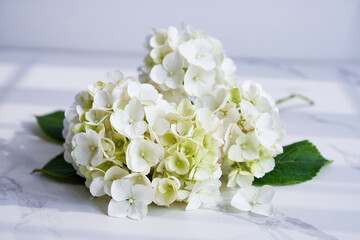 Elegant White Hydrangea Flowers On A Marble Surface For Floral Design
