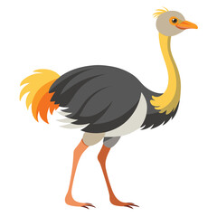 Ostrich bird isolated on white background