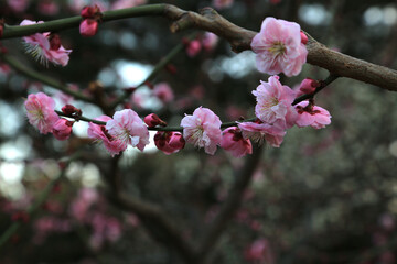 pink cherry blossom