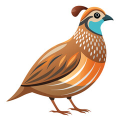 Quail bird isolated on white background