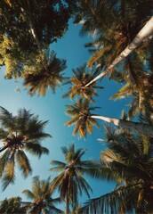 Obraz premium A tropical paradise captured from a unique perspective, looking up at the lush green palm trees against a clear blue sky.
