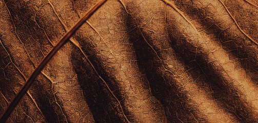 Close-up of a dry brown leaf showing texture veins and natural patterns.