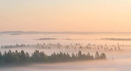 Naklejka premium Early morning mist covers the evergreen forest, creating a surreal and peaceful landscape scene.