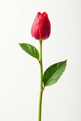 Obraz premium Single stem isolated on white background , green, foliage