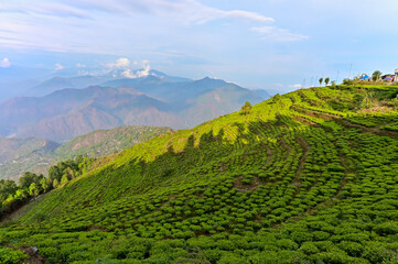 Fototapeta premium A lush, magical greenery stretches across the landscape, glowing with life, while soft blue layers of distant mountains rise in the background, fading into the mist like a dreamy watercolor painting.