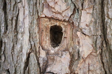Closeup on an old woodpecker hole in a tree