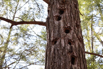 old tree with many woodpecker holes in it