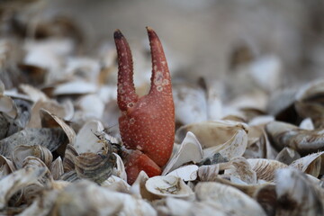 crawfish claw among shells