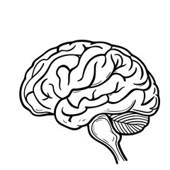 Hand Drawn Human Brain Illustration