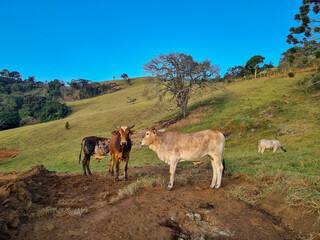 Cow on a mountain pasture