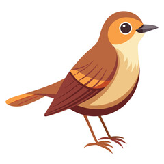 A small, brown bird with a slightly cocked tail and a pale throat stands against a white background.