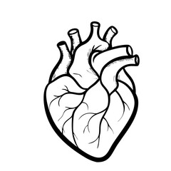 Hand Drawn Human Heart illustration