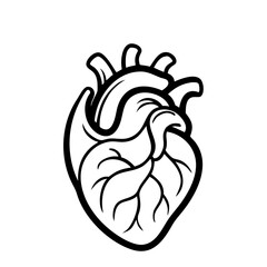 Hand Drawn Human Heart illustration