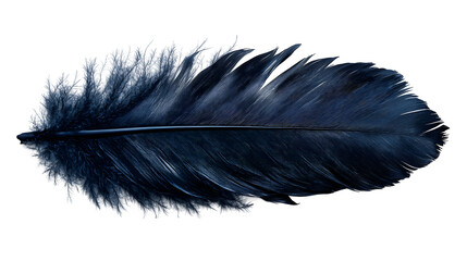 Crow feather black and glossy texture isolated on white background