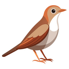 A small, brown bird with a slightly cocked tail and a pale throat stands against a white background.