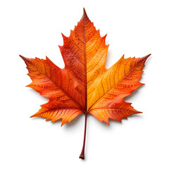 Obraz premium A single maple leaf with intricate vein patterns, showing autumn colors in red and yellow, isolated on white background