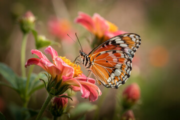 Obraz premium Monarch Butterfly Resting On A Vibrant Pink Zinnia Flower In The Garden