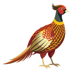 Pheasant bird isolated on white background