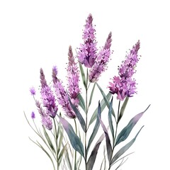 Watercolor Liatris Isolated on White Background. Beautiful Liatris Flower