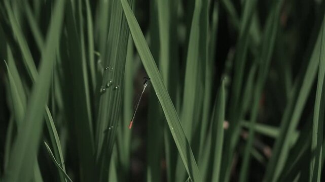 Rice pady plants close up with Tropical vibes in indonesia