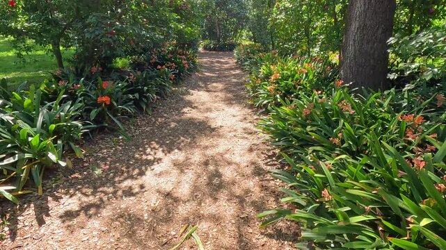 footage along a winding dirt footpath with orange flowers and lush green trees and plants at Descanso Gardens La Canada Flintridge California USA