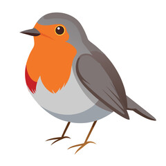 Robin isolated on white background