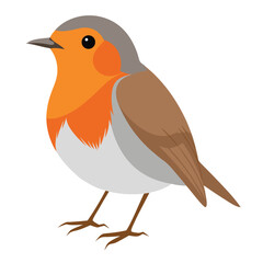 Robin isolated on white background