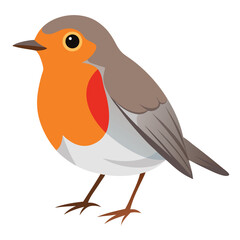 Robin isolated on white background