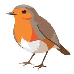 Robin isolated on white background
