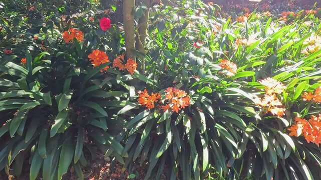 footage along a winding dirt footpath with orange flowers and lush green trees and plants at Descanso Gardens La Canada Flintridge California USA