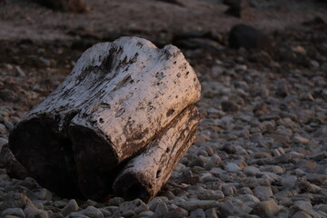 old tree stump on a coastal beach at sunset