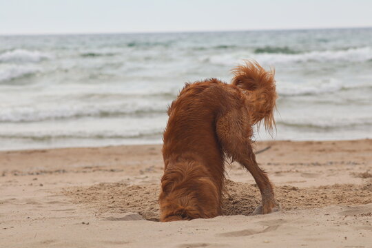 dog digging deep in the sand on a beach
