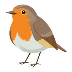 Robin isolated on white background