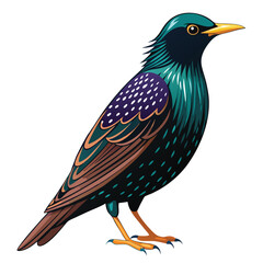 Starling bird isolated on white background
