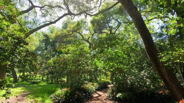 footage along a winding dirt footpath with orange flowers and lush green trees and plants at Descanso Gardens La Canada Flintridge California USA