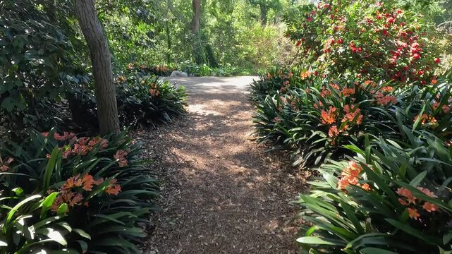 footage along a winding dirt footpath with orange flowers and lush green trees and plants at Descanso Gardens La Canada Flintridge California USA
